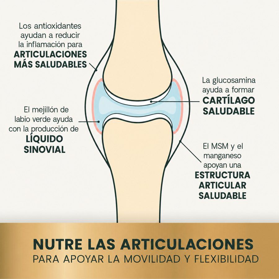 Ilustración de la articulación explicando cómo actúan la glucosamina, el mejillón de labio verde, el MSM y los antioxidantes