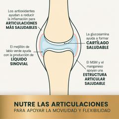 Cómo actúa dentro de la articulación