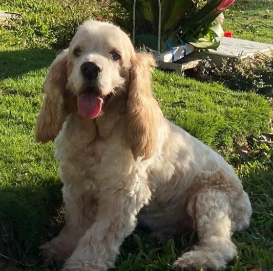 Cocker de Juliana