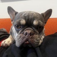 Bulldog francés de Camila R.