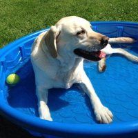 Labrador de Jorge A.