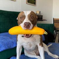 Pitbull de Rebeca M.